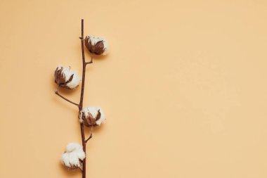 Arka planda güzel beyaz pamuk çiçekleri