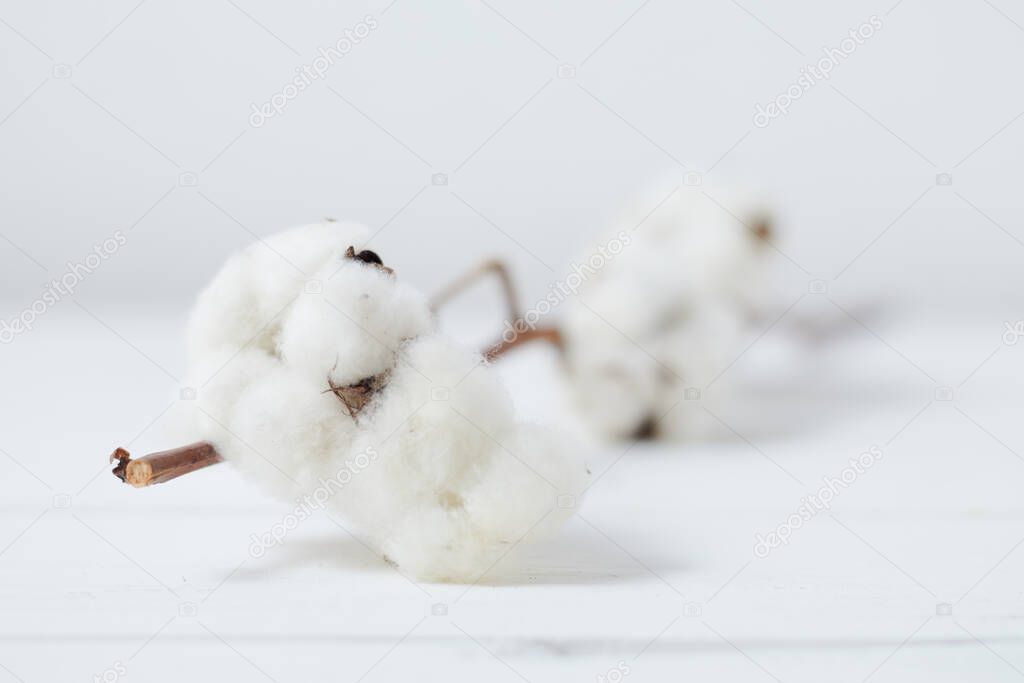 Beautiful white cotton flowers on background