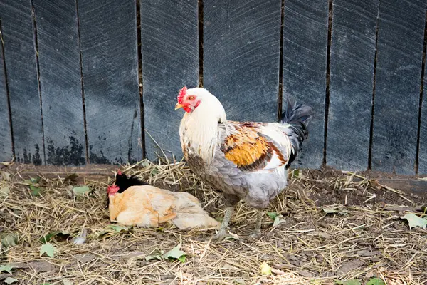 Galo e galinhas — Fotografia de Stock
