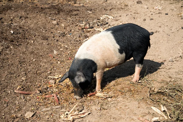 Alimentação de porco em uma fazenda — Fotografia de Stock