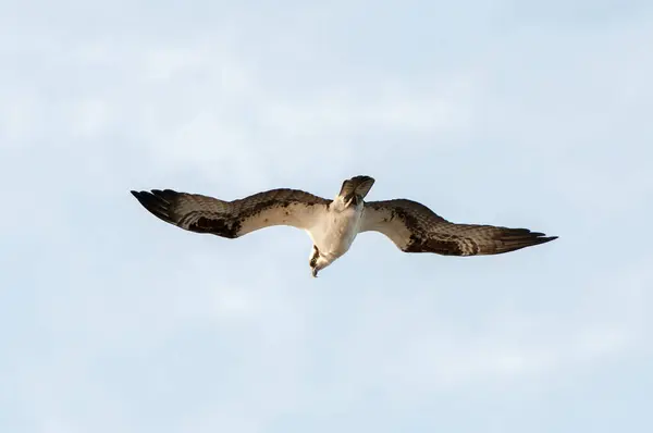 Osprey soaring overhead. — Stock Photo, Image