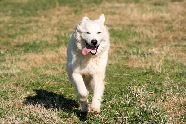 Great pyrenees mountain dog — Stock Photo, Image