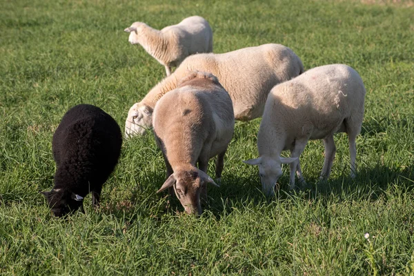 Trituração de ovelhas Katahdin — Fotografia de Stock