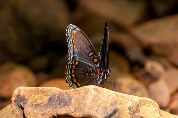 Red spotted purple