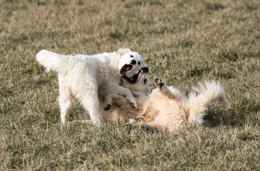 An adult and juvenile pyrenees dogs playing. clipart