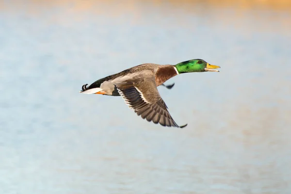 Mallard Duck Flight — Stock Photo, Image