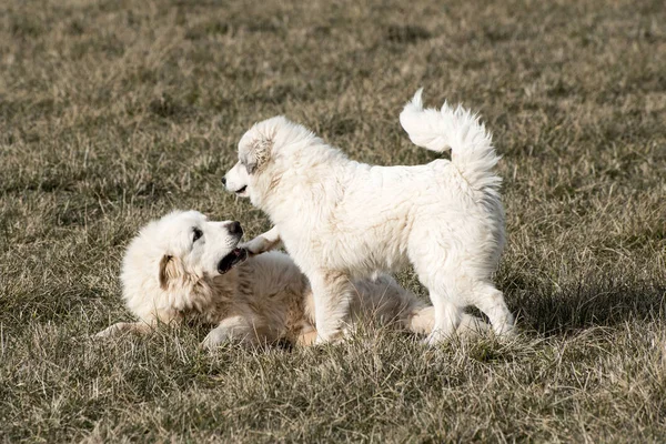 Adult Juvenile Pyrenees Dogs Playing — Stock Photo, Image