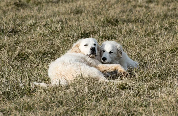 Adult Juvenile Pyrenees Dogs Playing — Stock Photo, Image