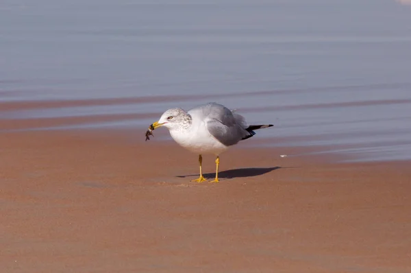 Ring Billed Gull Sandstrand — Stockfoto