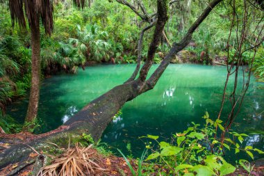 Florida 'daki Green Springs Parkı' nın cam suyu..