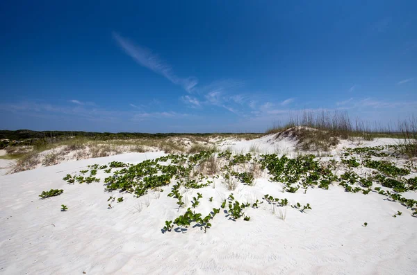 Sanddünen Nationalpark Cumberland Island — Stockfoto