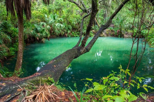 Glasiges Wasser Der Grünen Quellen Park Florida — Stockfoto