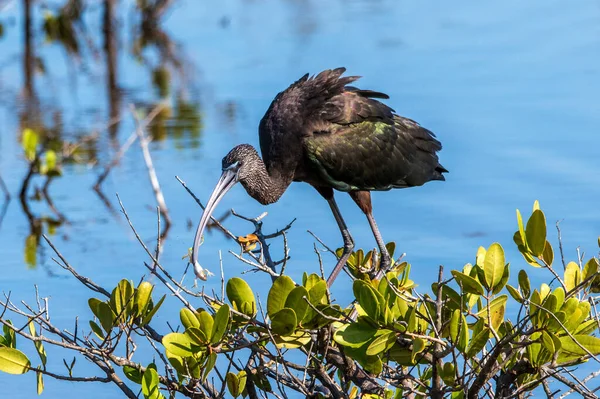 Ibis Lucido Che Mangia Una Rana Una Palude Acqua Salata — Foto Stock