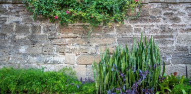 Taş duvar boyunca büyüyen bitkiler ve çiçekler.