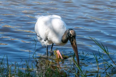 Bir orman leyleği suda yiyecek arıyor..