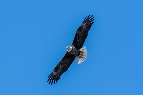 Aquila Calva Scivola Nell Aria Nel Cielo Blu — Foto Stock