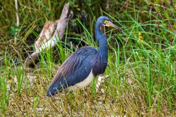 Driekleurige Reiger Een Moeras — Stockfoto