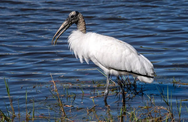 Een Woud Ooievaar Voedt Voor Etenswaar Het Water — Stockfoto