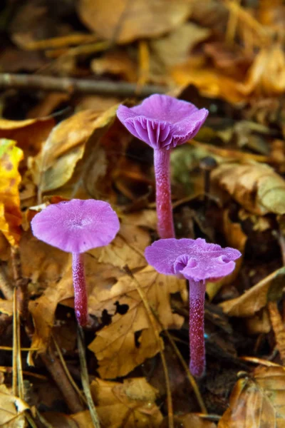 Färgglada Vilda Muskelrummet Höstskogen — Stockfoto