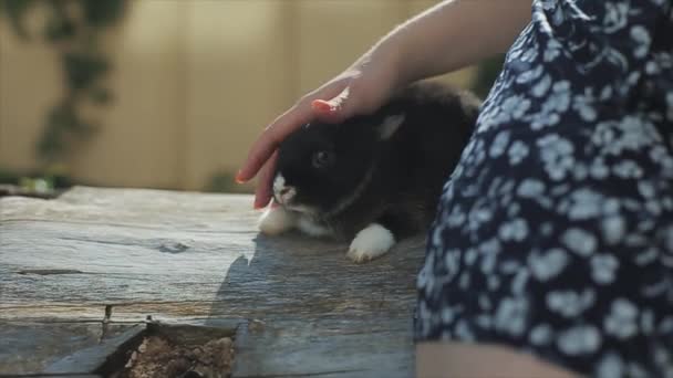 Mooi jong meisje in de zomer jurk zit op een log en houdt een konijn — Stockvideo