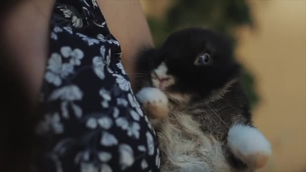 En söt ung flicka som håller en liten kanin i händerna. Vind blåser flickans långa mörka hår. Stäng vy — Stockvideo