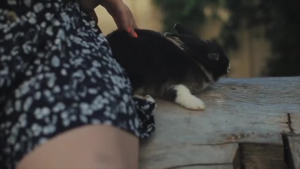 Hermosa joven en vestido de verano se sienta en un tronco y sostiene un conejo — Vídeos de Stock