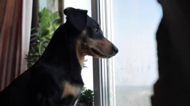 Pencereden bakan şirin bir dachshund. Yakın görünüm