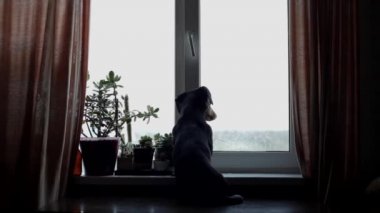 Pencerede sahibini bekleyen şirin bir dachshund. Arka plan