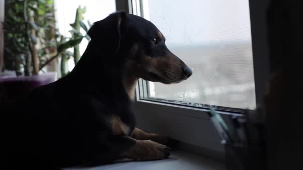 Vista trasera de un pequeño perro negro mirando por la ventana — Vídeos de Stock