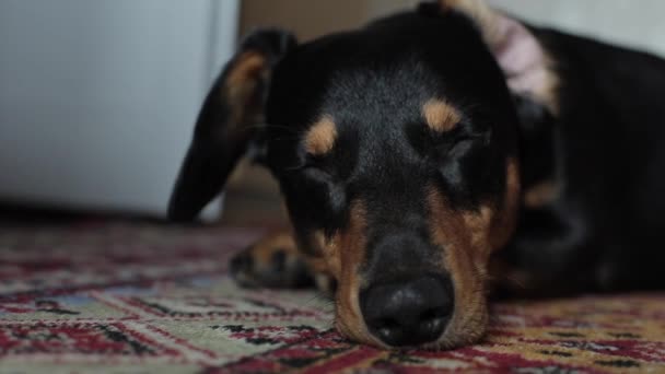 Закрыть вид на симпатичную черную собаку, лежащую на красной дорожке — стоковое видео