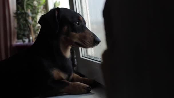 Vista trasera de un pequeño perro negro mirando por la ventana — Vídeos de Stock