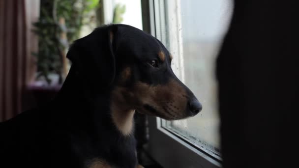 Achteraanzicht van een kleine zwarte hond die uit het raam kijkt — Stockvideo