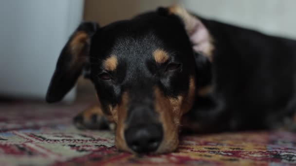 Fechar vista de um cão preto bonito deitado no tapete vermelho — Vídeo de Stock