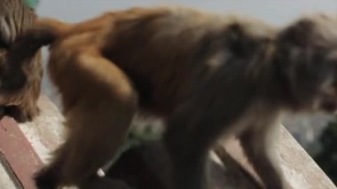 A close view of a wild monkey climbing a nepalese roof. View of a foggy city. Asia, India, Nepal, Kathmandu. Slow motion