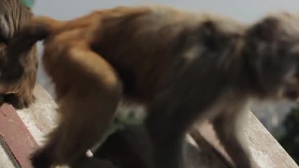 Vue rapprochée d'un singe sauvage grimpant sur un toit népalais. Vue sur une ville brumeuse. Asie, Inde, Népal, Katmandou. Mouvement lent 