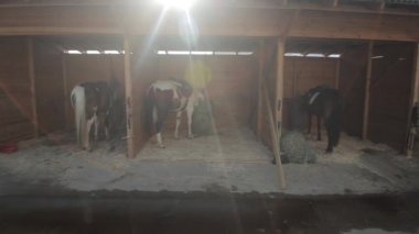 Ahşap kapıları ve atları olan at ahırları. Hareket eden kamera. Güneş kamerada parlıyor.