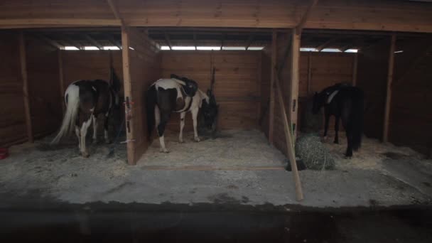 Horse stables with wooden doors and horses. Moving camera. sun shines in the camera. 3 horses in the stable eat grass — Wideo stockowe
