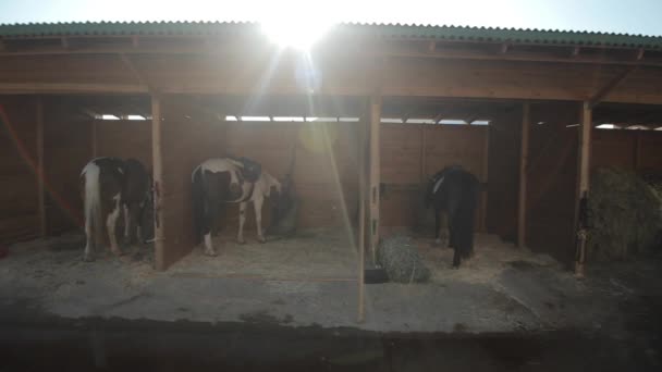 Horse stables with wooden doors and horses. Moving camera. sun shines in the camera. 3 horses in the stable eat grass — Stock videók