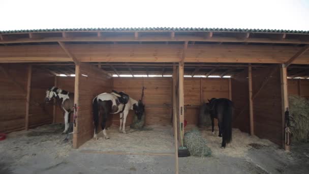 Koní stáje s dřevěnými dveřmi a koňmi. Pohybující se kamera. slunce svítí ve fotoaparátu — Stock video