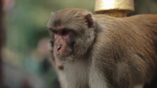 Ein naher Blick auf einen wilden Affen, Makaken, der in der Stadt Nepal, Kathmandu, sitzt. Asien. — Stockvideo