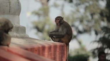 Katmandu Nepal 'de bir tapınağın çatısında oturup yemek yiyen sevimli vahşi bir maymun..