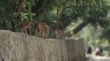 Bir grup vahşi Nepal maymunu şehir duvarına tırmanıyor, çitlere tırmanıyor. Arkadan geçen beyaz turistler var. Arka arkaplan.