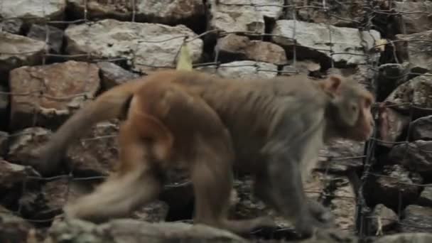 Nepal Katmandu, Asya 'da taş duvara tırmanan vahşi bir maymun.. — Stok video