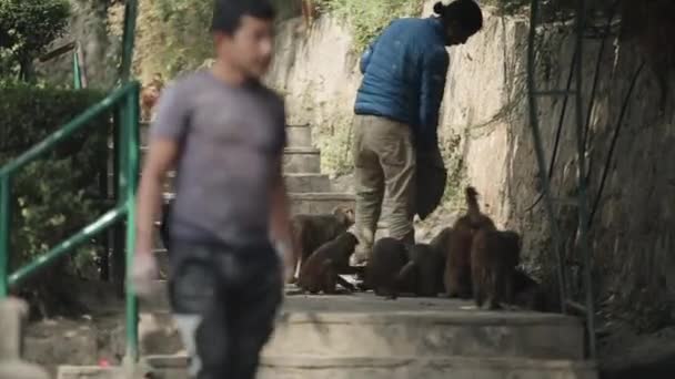 Kathmandu, Nepal - 14 de novembro de 2019: Um homem nepalês local alimentando um grupo, rebanho de macacos selvagens fora do saco no Nepal Kathmandu. Inverno. Cidade, durante o dia. Um homem a passar — Vídeo de Stock