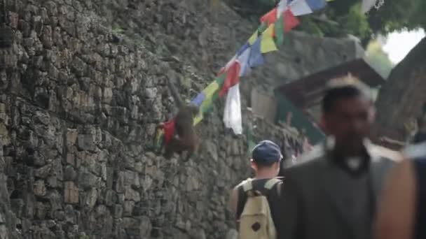 Kathmandu, Nepal - 14 novembre 2019: Un macaco scimmia selvatica nepalese che scende da un muro della città Kathmandu. Gente di passaggio. Bandiere di preghiera . — Video Stock