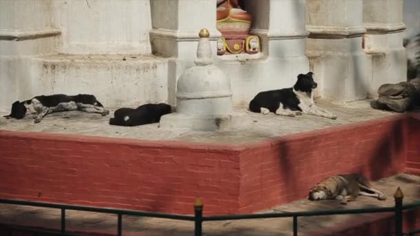 Kóbor kutyák fekszenek, egy nepalese templom mellett alszanak. Katmandu Nepál. — Stock videók