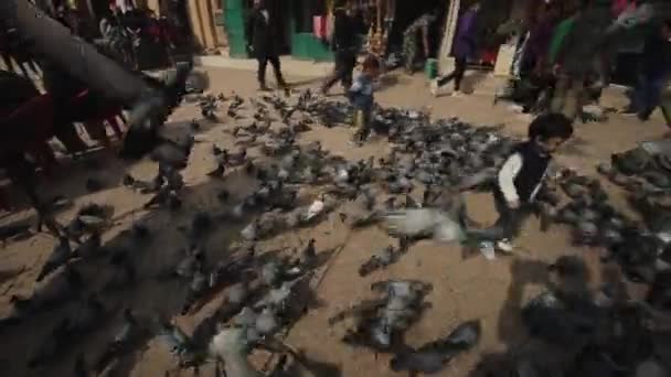 Katmandu, Nepal - 14 november 2019: Stora duvor flockas på trottoaren i Katmandu, Nepal. Liten pojke, småbarn som jämrar sig genom en duvflock. Folkmassa, människor. — Stockvideo