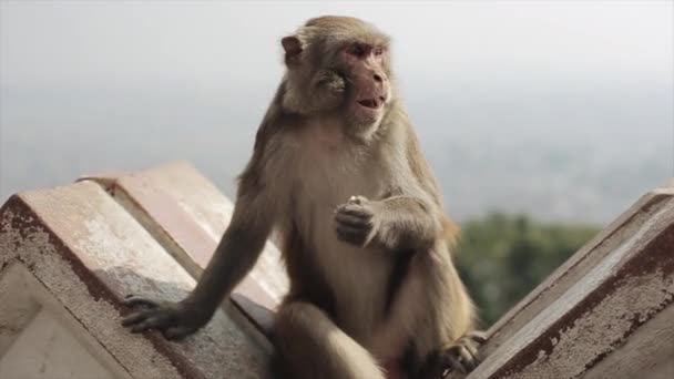 A close view of a nepalese monkey sitting, eating and looking around on the roof edge, on the top in Kathmandu Nepal. Cityscape. — Stock Video