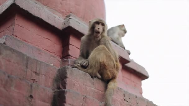 A view from below of two wild nepalese monkeys sitting on the edge of a roof of temple, building, house in Kathmandu Nepal. — Stock Video