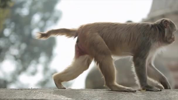 A close view of a wild nepalese monkey walking on the wall at a Hindu temple in Kathmandu, Nepal. Turning around. — Stockvideo